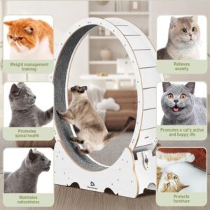 81MwE2foUL._AC_SL1500_-1-3.jpg QuietWhirl Cat Fitness Wheel