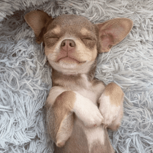 sleepy-4.png SnuggleDough Plush Pet Bed