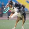 TreatOrbit Interactive Dog Toy