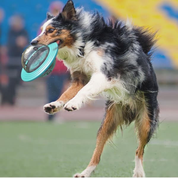 TreatOrbit Interactive Dog Toy